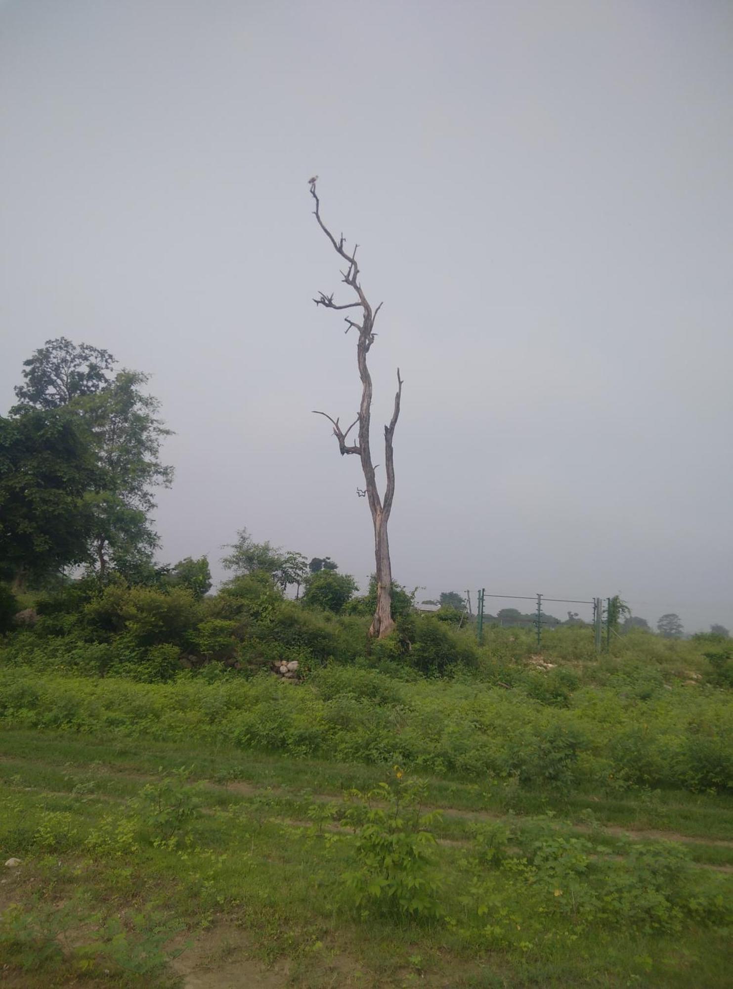 Corbett Bhavesh Home Stay Jhirna Room photo